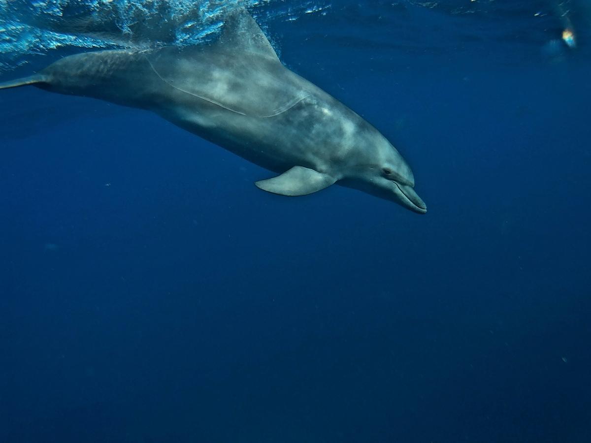 Dolphin Safari Lodge Mahonda ภายนอก รูปภาพ